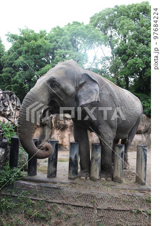 到津の森公園「セイロンゾウ」に餌やり体験、北九州 到津の森公園「セイロンゾウ」に餌やり体験、北九州 97684224