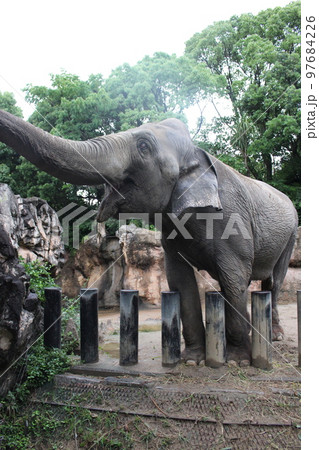 到津の森公園「セイロンゾウ」に餌やり体験、北九州 97684226