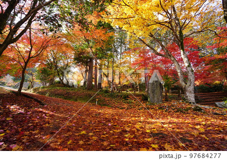 京都山寺の紅葉・イロハモミジの落葉の参道・ローアングル 京都山寺の紅葉・イロハモミジの落葉の参道・ローアングル 97684277