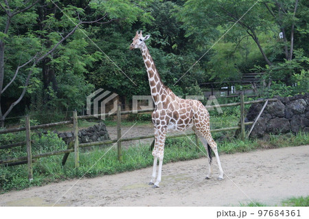 到津の森公園、北九州、動物園 97684361