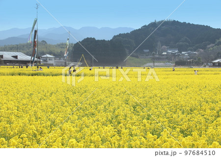 福岡県古賀市の莚内菜の花公園 97684510