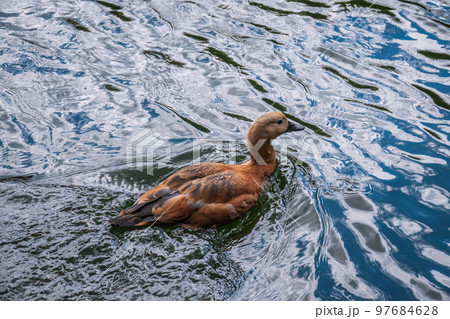 Ruddy Shelduck, or red duck, lat. Tadorna ferruginea, swimming on a lake. Ruddy Shelduck, or red duck, lat. Tadorna ferruginea, swimming on a lake. 97684628