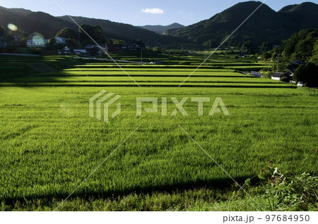 つなぐ棚田遺産三河内の棚田 夏の朝 今櫛山 三子山 つなぐ棚田遺産三河内の棚田 夏の朝 今櫛山 三子山 97684950