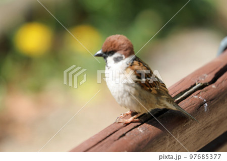 公園の一羽のスズメ 97685377