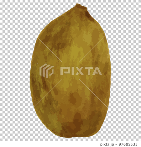 奇異果與皮膚的水彩插圖 奇異果與皮膚的水彩插圖 97685533