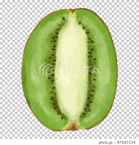 獼猴桃垂直橫截面水彩風格插圖 獼猴桃垂直橫截面水彩風格插圖 97685534