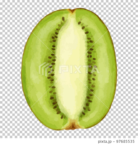 キウイの縦の断面の水彩風イラスト 97685535