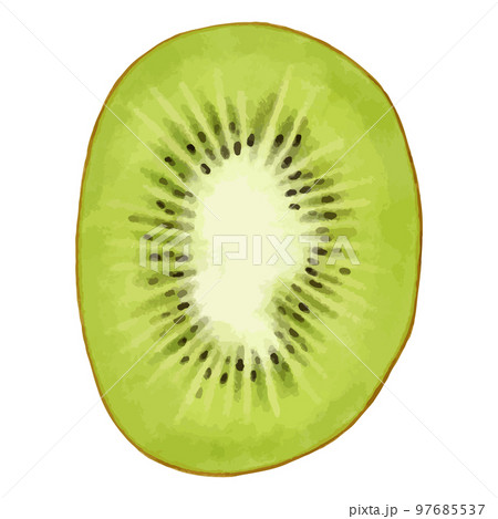 グリーンキウイの断面の水彩風イラストのイラスト素材 [97685537] - PIXTA