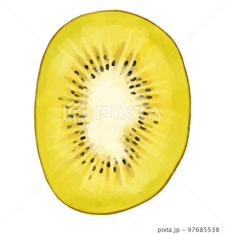 ゴールデンキウイの断面の水彩風イラスト 97685538