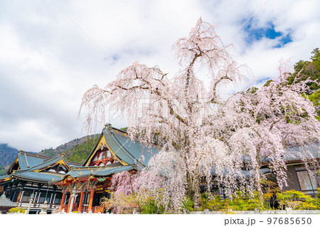 【桜素材】身延山久遠寺の枝垂桜【山梨県】 【桜素材】身延山久遠寺の枝垂桜【山梨県】 97685650