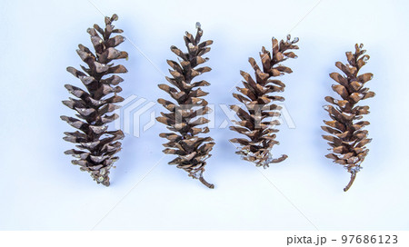 Himalayan pine cone on white background, isolated object Himalayan pine cone on white background, isolated object 97686123
