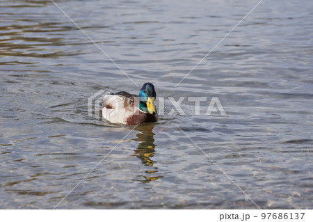 冬の琵琶湖で越冬中のマガモのクローズアップ 97686137