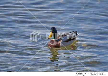 冬の琵琶湖で越冬中のマガモのクローズアップ 97686140