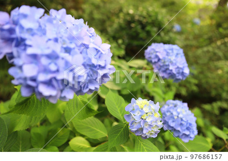 壷阪寺　奈良県 97686157