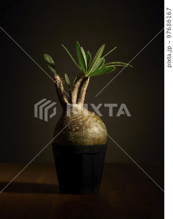 黒背景に映えるグラキリス 97686167