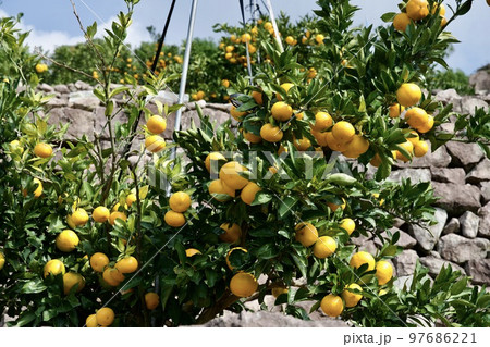 熊本の早生ミカン 97686221