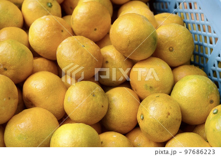 熊本の早生ミカン 97686223