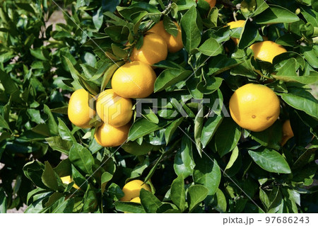 熊本の早生ミカン 熊本の早生ミカン 97686243