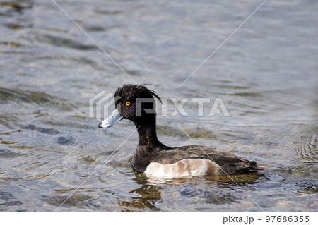 冬の琵琶湖で越冬中のキンクロハジロ 97686355