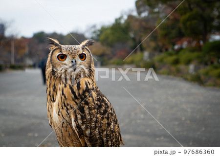 ふくろうは幸運の鳥、縁起物 ふくろうは幸運の鳥、縁起物 97686360