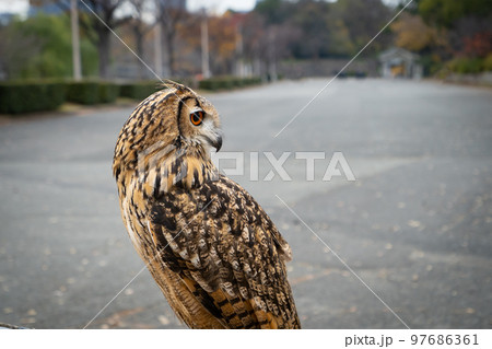 ふくろうは幸運の鳥、縁起物の写真素材 [97686361] - PIXTA