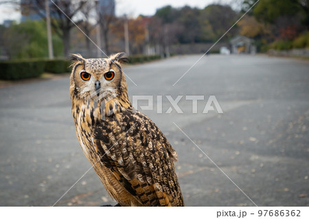 ふくろうは幸運の鳥、縁起物 ふくろうは幸運の鳥、縁起物 97686362