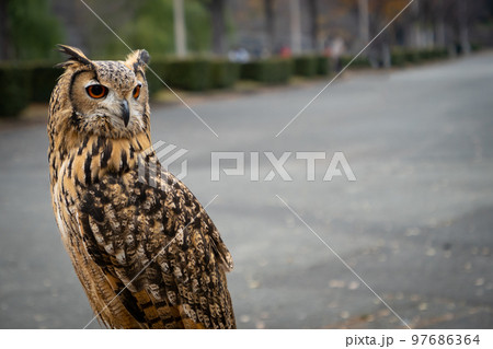 ふくろうは幸運の鳥、縁起物の写真素材 [97686364] - PIXTA