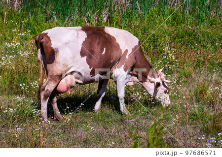 A dairy cow grazes on a field with flowers. A dairy cow grazes on a field with flowers. 97686571