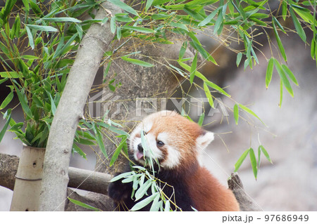 竹の葉を食べるレッサーパンダ 竹の葉を食べるレッサーパンダ 97686949