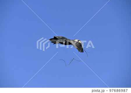 カワウ カワウ 97686987