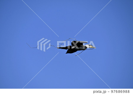 カワウ カワウ 97686988