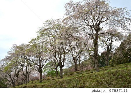 やすらぎの里公園 2022-4-17 #15 やすらぎの里公園 2022-4-17 #15 97687111