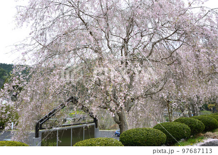 やすらぎの里公園　2022-4-17　＃17 97687113