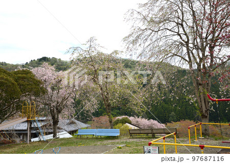 やすらぎの里公園 2022-4-17 #20 やすらぎの里公園 2022-4-17 #20 97687116