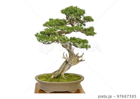 趣味の盆栽 趣味の盆栽 97687385