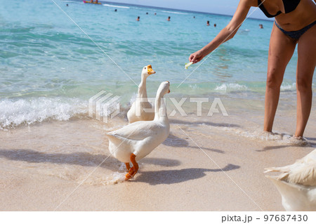 Tourists with white geese on tien beach. Koh Larn Pattaya, Thailand 97687430