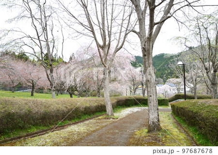 やすらぎの里公園 2022-4-17 #34 やすらぎの里公園 2022-4-17 #34 97687678