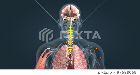 Adrenaline alarm reaction At this stage, your body sends a distress signal to your brain. Adrenaline alarm reaction At this stage, your body sends a distress signal to your brain. 97688069