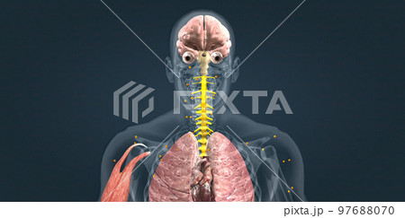 Adrenaline alarm reaction At this stage, your body sends a distress signal to your brain. Adrenaline alarm reaction At this stage, your body sends a distress signal to your brain. 97688070