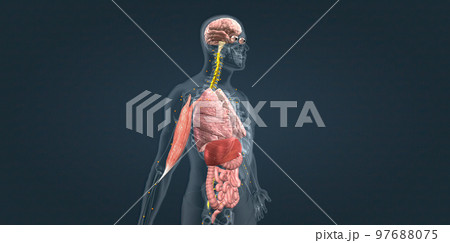 Adrenaline alarm reaction At this stage, your body sends a distress signal to your brain. 97688075