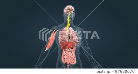 Adrenaline alarm reaction At this stage, your body sends a distress signal to your brain. 97688076