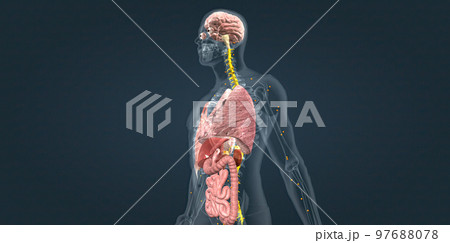 Adrenaline alarm reaction At this stage, your body sends a distress signal to your brain. 97688078