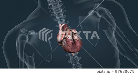 The heart pumps blood through the blood vessels of the circulatory system. 97688079