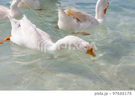 White geese swimming in the sea. Tien beach, Koh Larn Pattaya, Thailand 97688178