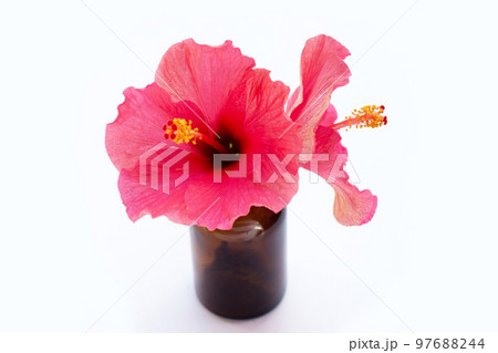 Hibiscus flower on white background. 97688244
