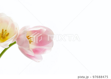 White pink tulips on white background. 97688475