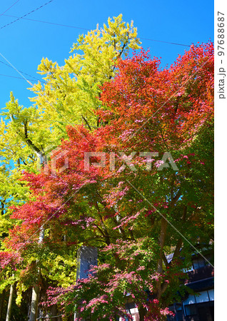 上日寺 大イチョウ 氷見市 上日寺 大イチョウ 氷見市 97688687