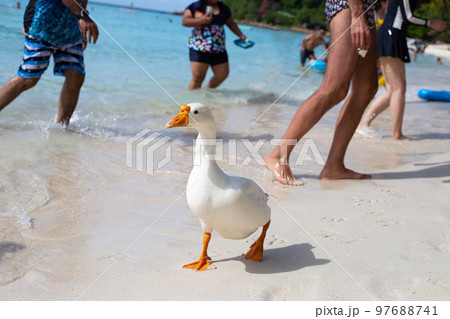 Tourists with white goose on tien beach. Koh Larn Pattaya, Thailand 97688741