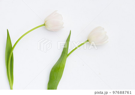 White pink tulips on white background. 97688761