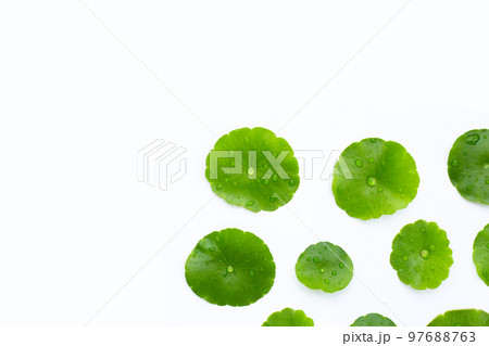 Fresh green centella asiatica leaves with water drop Fresh green centella asiatica leaves with water drop 97688763